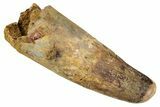 Fossil Spinosaurus Tooth - Feeding Worn Tip #344578-1